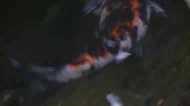 Koi sazan balık Yüzme Havuz