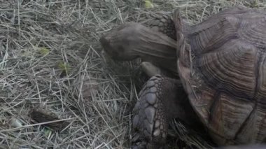 Yemek Sulcata kaplumbağa