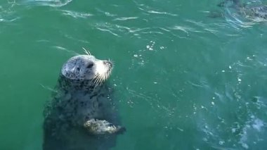 Yüzme, ağır çekim mühürler