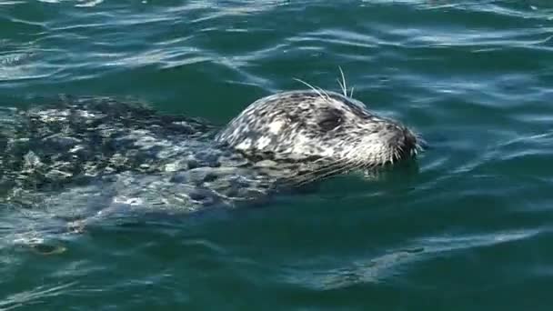 Vacker baby seal simning ocean — Stockvideo