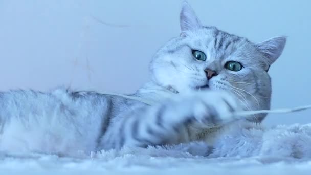 Britische Chinchilla-Katze beim Spielen — Stockvideo