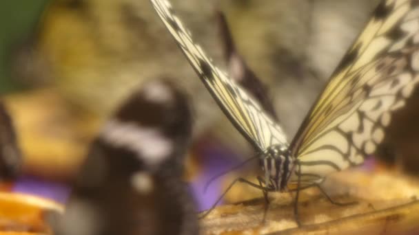 Hermosa mariposa comiendo — Vídeos de Stock