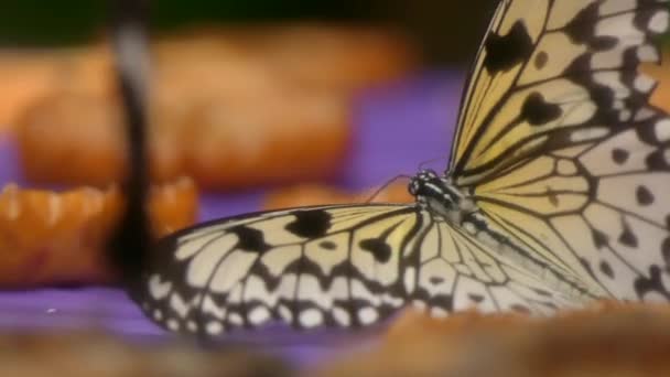 Branco árvore nipph borboleta comer frutas — Vídeo de Stock