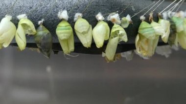 Boş butterlies koza