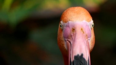 Flamingo kafa aşırı yakın çekim