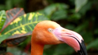 Flamingo Gaga vahşi