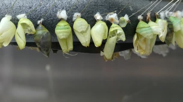 Capullos de mariposas vacías — Vídeos de Stock