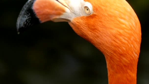 Bela cabeça de flamingo. close-up — Vídeo de Stock