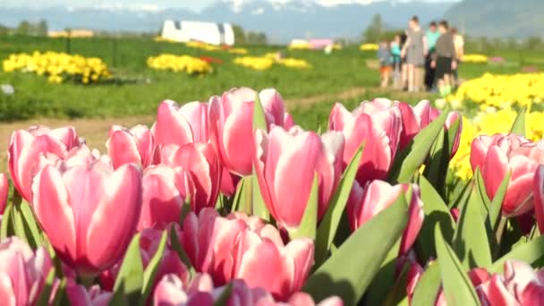 Šťastné rodinné pěší tulipány farma — Stock video