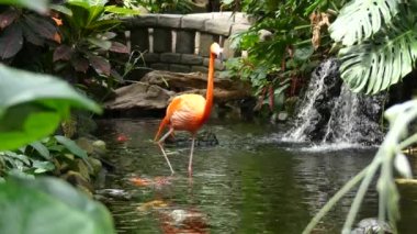 Flamingo seyyar tropikal Bahçe