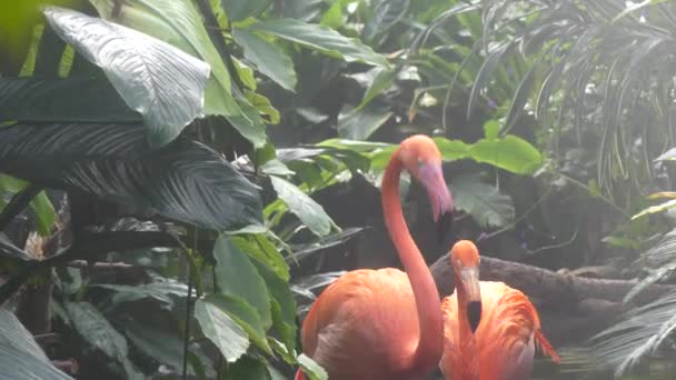 Yağmur altında gölet ve göllerde iki flamingolar — Stok video