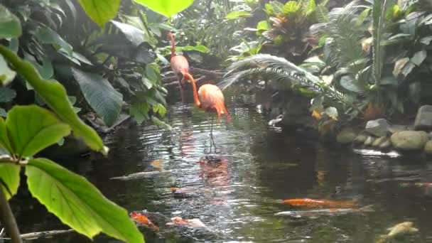 Rainy tropical creek, two flamingos — Stock Video