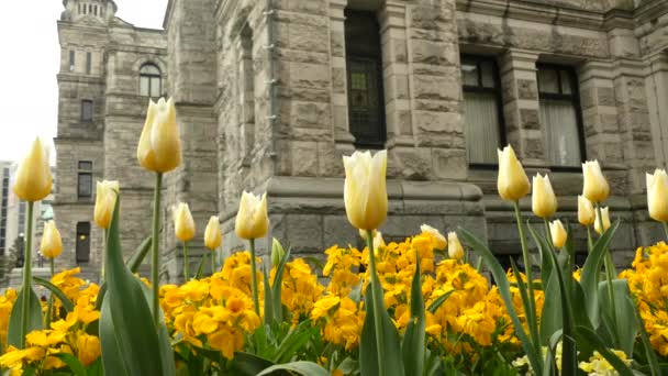 Flowerbed Parlementsgebouw Victoria Canada — Stockvideo