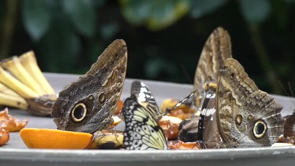 Papillon tropical sur assiette — Video