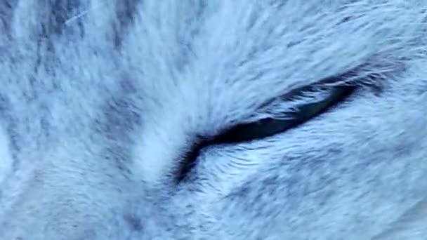 Gyönyörű brit csincsilla macska zöld szemek — Stock videók