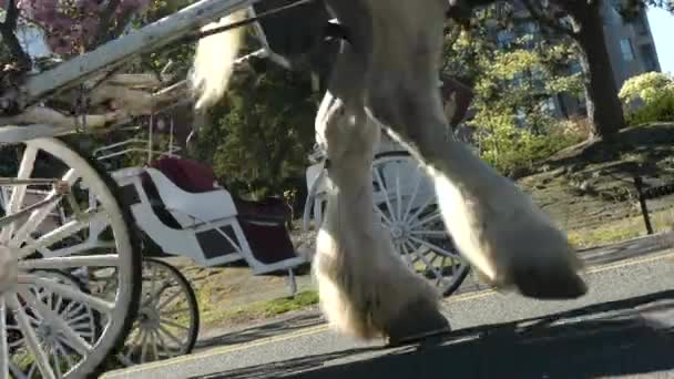 Horse carriage moving Victoria BC — Stock Video