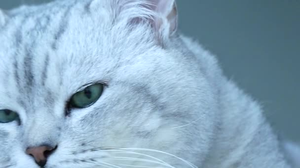 Gato chinchilla británica girando cabeza hacia la cámara — Vídeo de stock