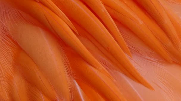 Plumage orange, fond abstrait — Video