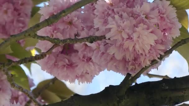 Kanzan cherry tree blossom close up — Stock Video