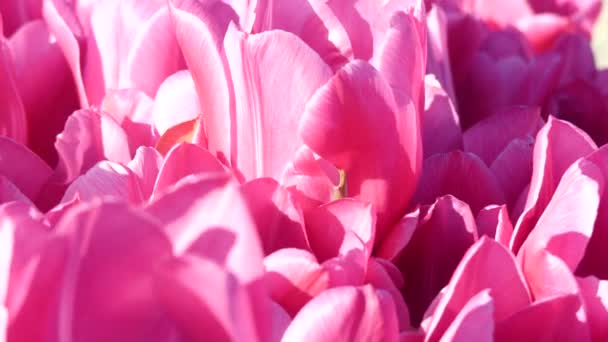 Pink tulips macro background — Stock Video