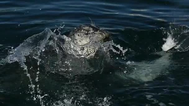 Schattige baby zegel spelen water Slowmotion — Stockvideo