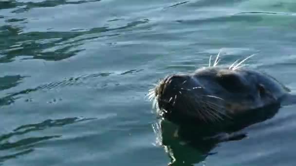 Primer plano hermosa foca océano día soleado — Vídeo de stock