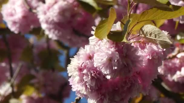 Kanzan flor de cerezo día soleado — Vídeo de stock