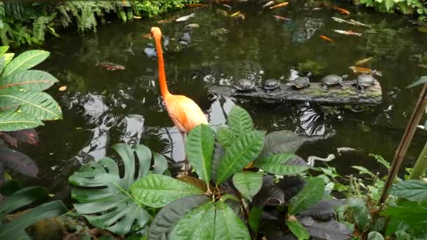 Flamingo, damm, fiskar, sköldpaddor — Stockvideo