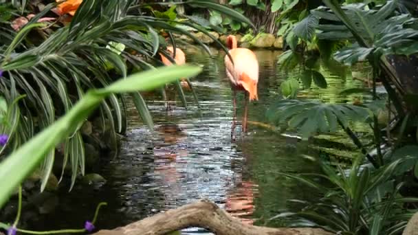 Deux flamants roses pataugeant dans l'eau — Video