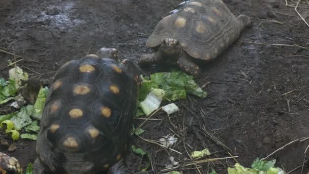 2 sulcata カメを食べる — ストック動画