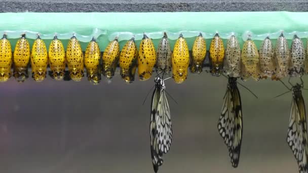 Lebenszyklus von Schmetterlingen, Nymphen — Stockvideo