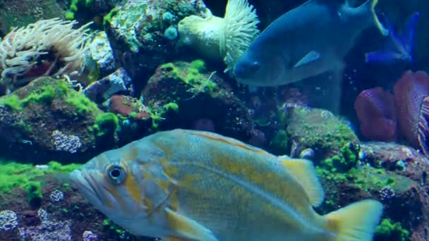 Fehér, sárga, egzotikus hal akvárium — Stock videók