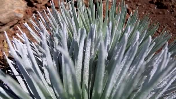 Ebdangered plant silversword — Stock Video