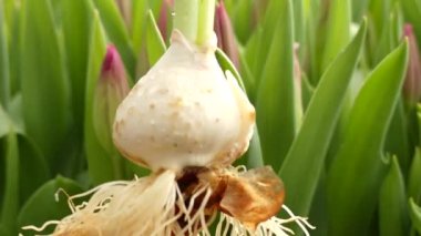 Lale ampul kökleri sarı