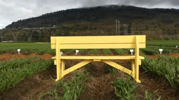 Yellow bench, green field, mountains — Stock Video