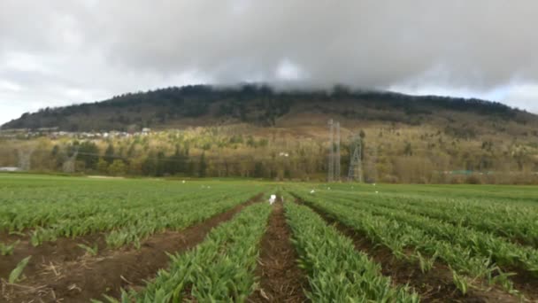 Tulipanes granja primavera montaña — Vídeo de stock