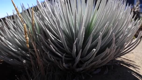 Silversword λουλούδι Haleakala Μάουι — Αρχείο Βίντεο