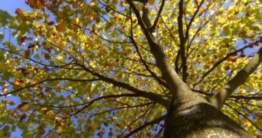 Akçaağaç ağaç sonbahar goden yaprakları