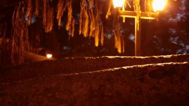 Banyan ağacı gece gövde