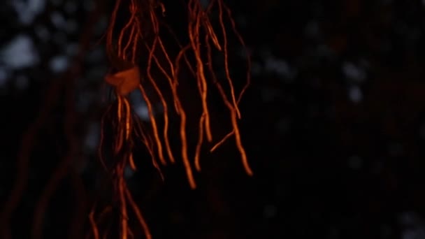 Raízes da noite da árvore de Banyan — Vídeo de Stock