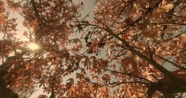 Автономне листя кленового дерева — стокове відео