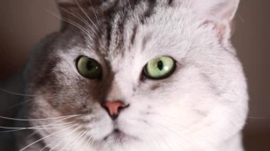 İngiliz chinchilla kedi