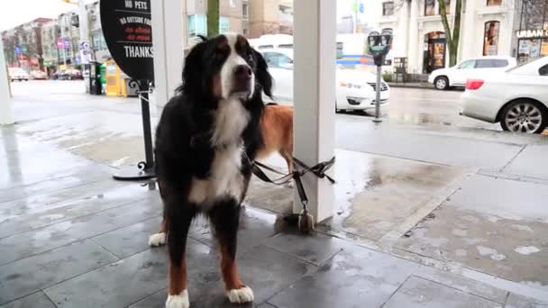 Собака на поводке ждет снаружи — стоковое видео