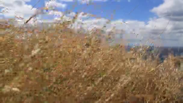 Torrt gräs fjäder gräs vind — Stockvideo