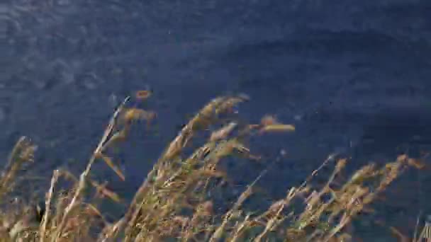 Plamts secos viento de la orilla del océano — Vídeos de Stock