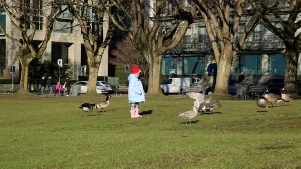 小さな女の子が公園でガチョウ ミューズを給餌 — ストック動画