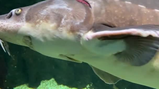 Floating sturgeon fish underwater close up moving shot — Stock Video
