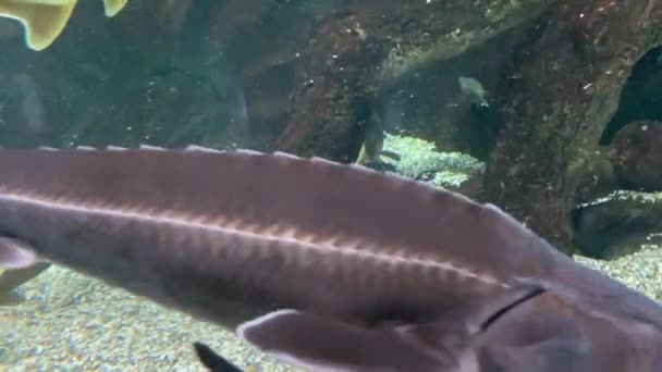 Suyun altında yüzen balık akvaryumu mersin balığı. Yaklaş. — Stok video