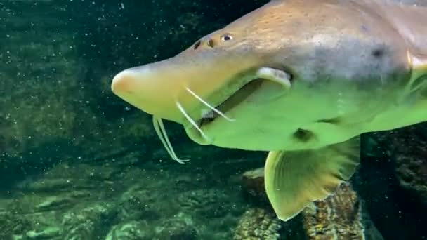 Sturgeon kaak close-up onderwater vissen drijvend — Stockvideo