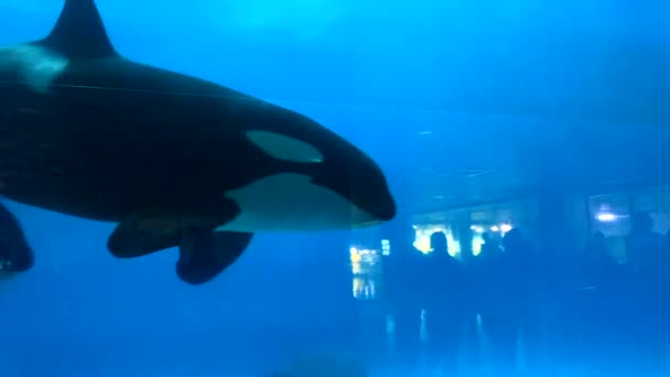 一群虎鲸在蓝色背景的附近漂浮 — 图库视频影像